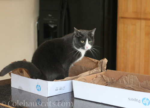 Checking out both boxes © Colehauscats.com