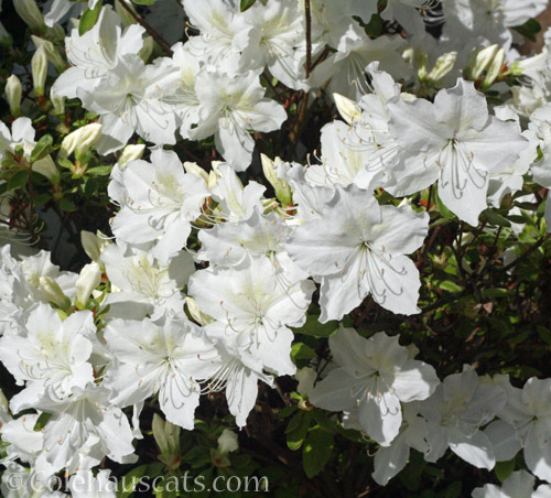 White Azalea © Colehauscats.com