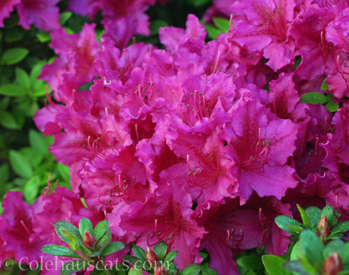 Ruffled magenta Azalea © Colehauscats.com