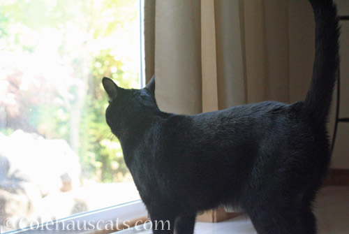 Olivia ponders © Colehauscats.com