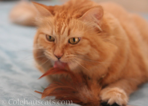 Yep, that's Pia slurping a toy © Colehauscats.com
