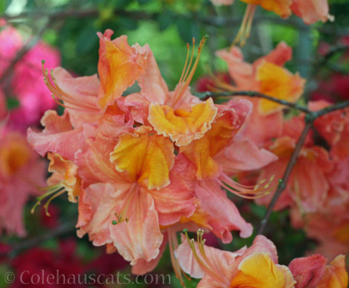 Salmon and gold Exbury-type Azalea © Colehauscats.com