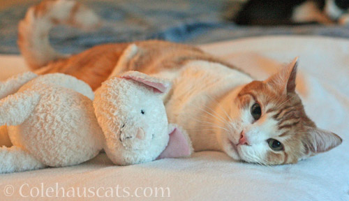 Quint and Floppy Cat © Colehauscats.com