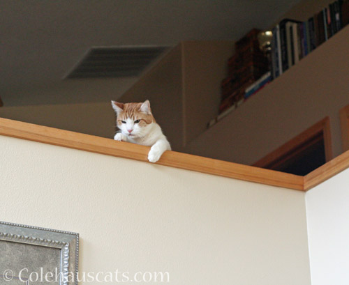 Quint up high © Colehauscats.com