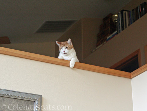 Quint up high, singing © Colehauscats.com