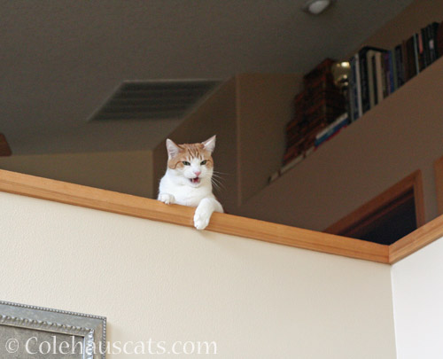 Quint up high, singing, loudly © Colehauscats.com