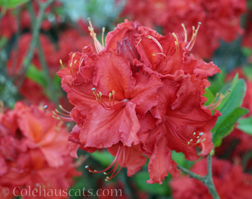 Red Exbury-type Azalea © Colehauscats.com