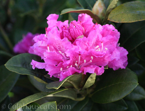 Ruffled pink Rhododendron © Colehauscats.com