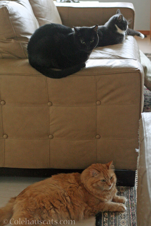 Pia, Olivia and Tessa © Colehauscats.com