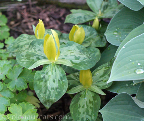 Spotted Trillium © Colehauscats.com