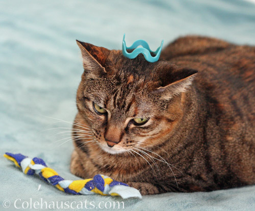 Viola models a Blue Crown © Colehauscats.com