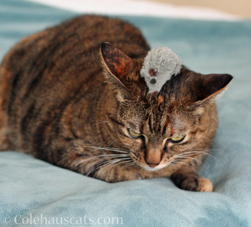 Viola sporting her Mousie Hat © Colehauscats.com