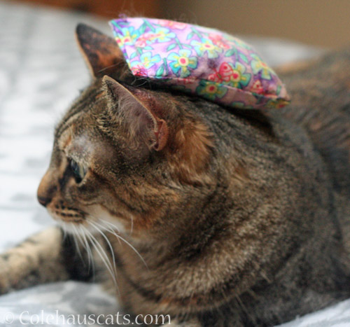 Viola dons a Pillow Hat © Colehauscats.com