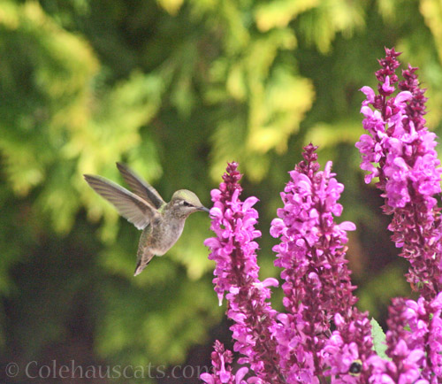 Little visitor to some flowers © Colehauscats.com