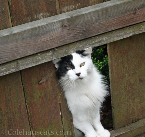 Neighborhood cat Pierre © Colehauscats.com