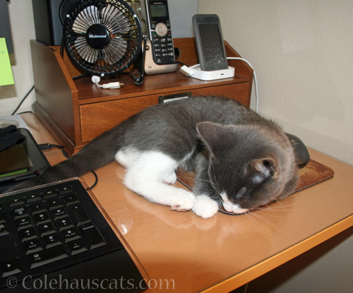 Taking over the computer desk, 2012 © Colehauscats.com