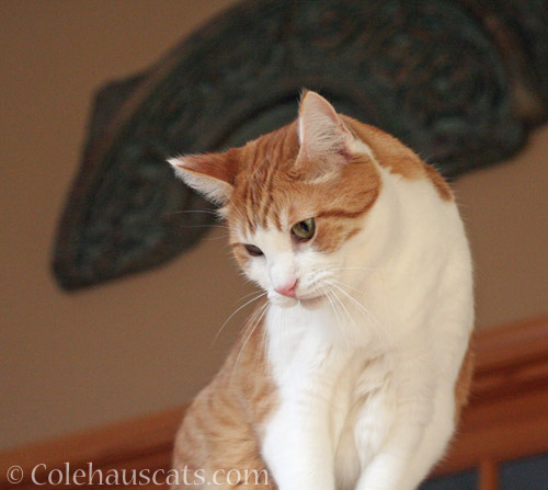 Contemplating the banister © Colehauscats.com