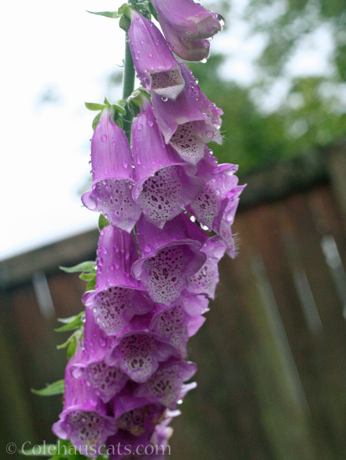 Wild foxglove © Colehauscats.com