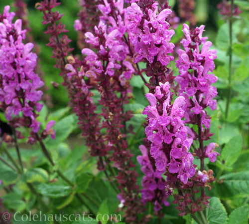 Purply flowers © Colehauscats.com