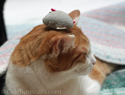 A mousie hat on Quint © Colehauscats.com