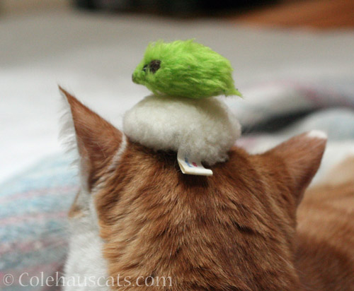 A puff and a green mousie hat on Quint © Colehauscats.com