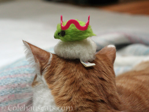 A puff, green mousie and pink crown hat on Quint © Colehauscats.com