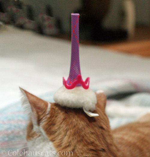 A puff, pink crown and purple boink hat on Quint © Colehauscats.com