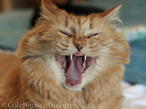 Singing Pia © Colehauscats.com