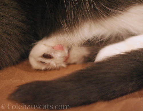 Tessa beans © Colehauscats.com