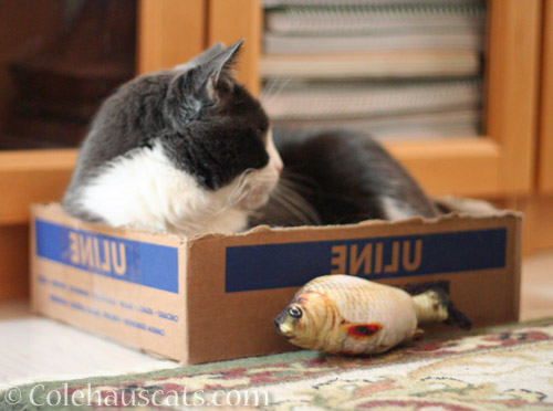 Did Tessa do it? Did the bass fish toy do it? © Colehauscats.com