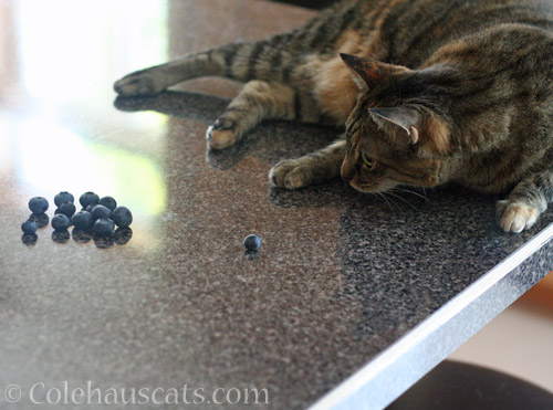 Viola and the blueberries © Colehauscats.com