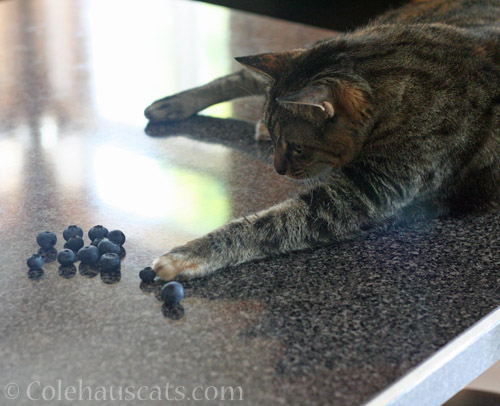 Viola selecting a berry © Colehauscats.com