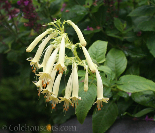 Yellow hummingbird magnet flowers © Colehauscats.com