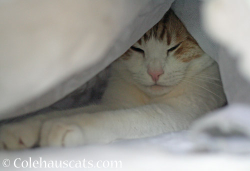 Quint's fort © Colehauscats.com