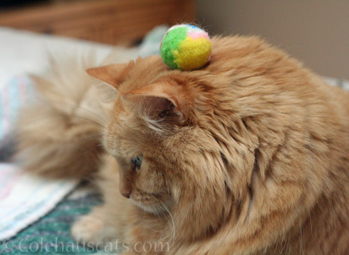 Pia and a stripey ball hat © Colehauscats.com