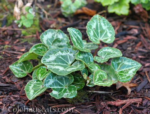 Mom's Cyclamen, October 2020 © Colehauscats.com