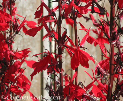 Last bright red flowers, 2020 © Colehauscats.com