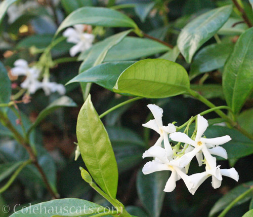 Last Jasmine Flowers, October 2020 © Colehauscats.com