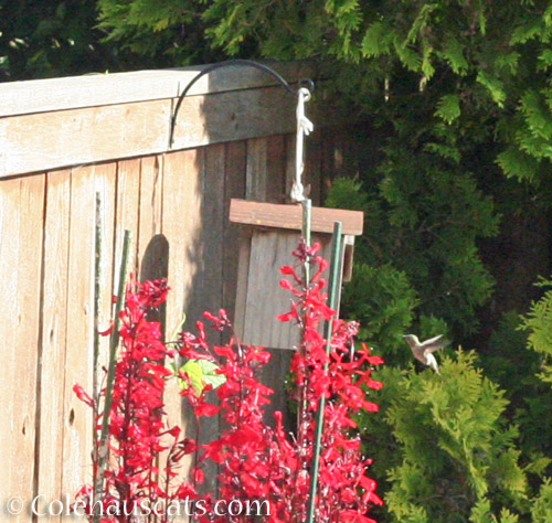 Last red flowers with Hummingbird friend, 2020 © Colehauscats.com