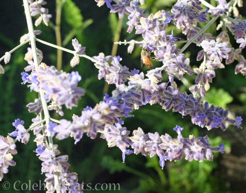 Last of the Russian Sage with Bee friend, 2020 © Colehauscats.com