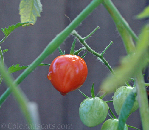 Last summer tomatoes, 2020 © Colehauscats.com