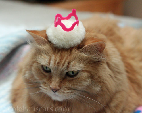 Pia and her fluffy crown © Colehauscats.com