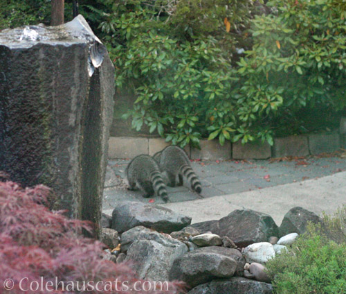 Raccoon twins, September 2020 © Colehauscats.com