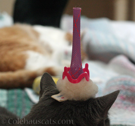 Tessa and her 3-tier pointy hat © Colehauscats.com