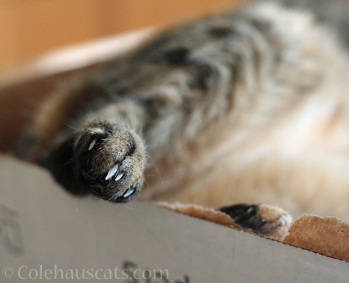 Viola's foot © Colehauscats.com