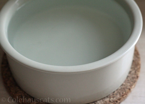 A freshly filled water bowl © Colehauscats.com