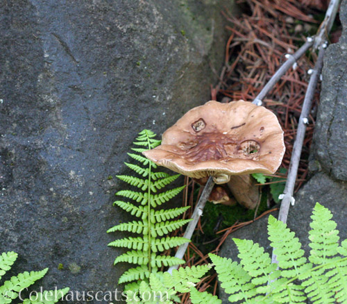 Autumn mushroom © Colehauscats.com