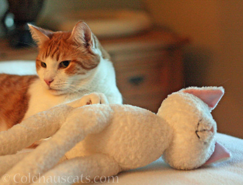 Quint and his pal Floppy Cat © Colehauscats.com