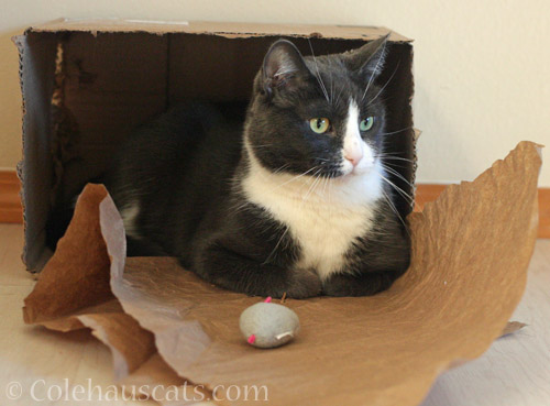 Tessa, a box, crinkle paper and mousie © Colehauscats.com