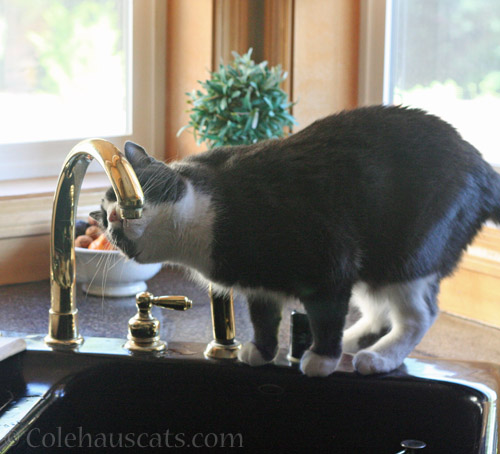 Tessa and her personal water fountain © Colehauscats.com